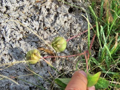 Ipomoea decasperma