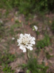 Scabiosa ochroleuca
