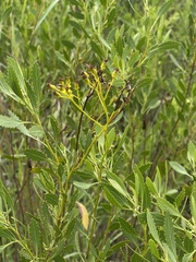 Senecio microglossus