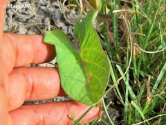 Ipomoea decasperma