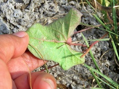 Ipomoea decasperma