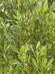Senecio microglossus