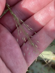 Digitaria cognata