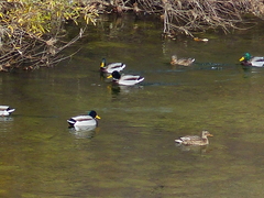 Anas platyrhynchos platyrhynchos