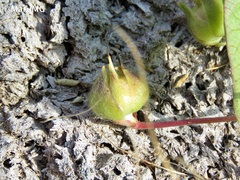 Ipomoea decasperma