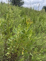 Senecio microglossus