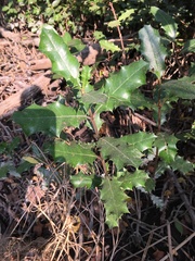 Acanthus ilicifolius