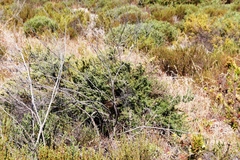 Asparagus rubicundus