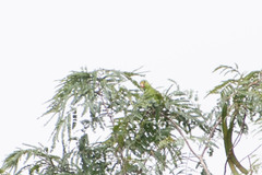 Brotogeris cyanoptera