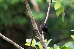 Pachyramphus minor
