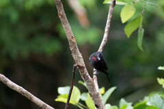 Pachyramphus minor