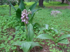 Himantoglossum robertianum