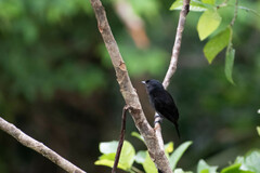 Pachyramphus minor