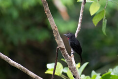Pachyramphus minor