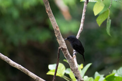 Pachyramphus minor