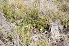 Carpobrotus edulis edulis