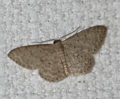 Idaea trissorma