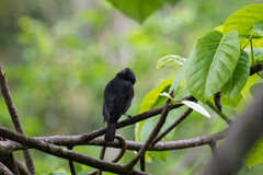 Pachyramphus minor