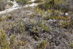 Metalasia pulchella