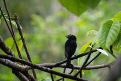 Pachyramphus minor