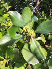 Aegiceras corniculatum