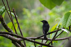 Pachyramphus minor
