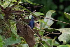 Euphonia rufiventris