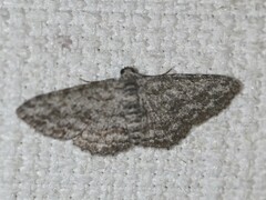 Phelotis cognata