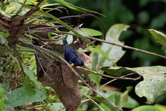 Euphonia rufiventris