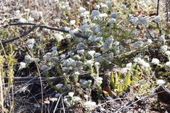 Metalasia pulchella
