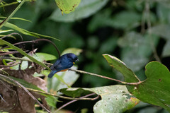 Euphonia rufiventris