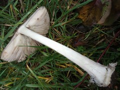 Volvopluteus gloiocephalus