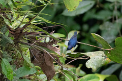 Euphonia rufiventris