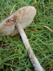 Volvopluteus gloiocephalus