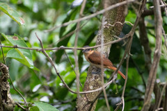 Pachyramphus minor