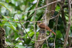 Pachyramphus minor
