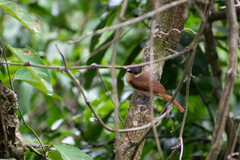 Pachyramphus minor