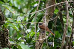 Pachyramphus minor