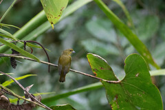 Euphonia rufiventris