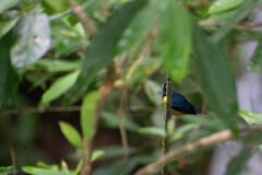 Euphonia rufiventris