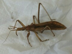 Stenopoda