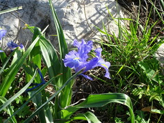 Iris planifolia