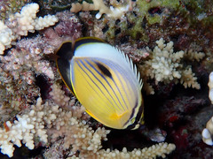 Chaetodon austriacus