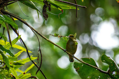 Euphonia rufiventris