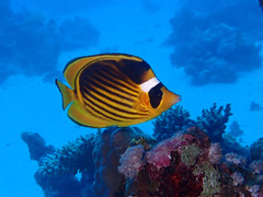 Chaetodon fasciatus