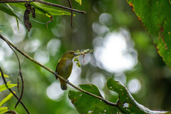 Euphonia rufiventris
