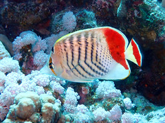 Chaetodon paucifasciatus