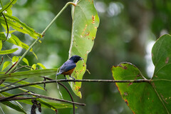 Euphonia rufiventris