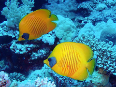 Chaetodon semilarvatus