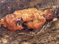 Radulomyces